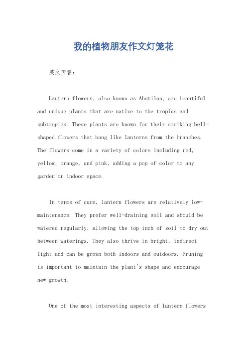 我的植物朋友作文灯笼花