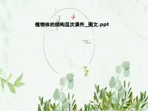 植物体的结构层次课件_图文