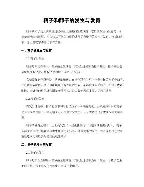 精子和卵子的发生与发育
