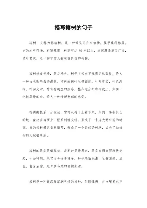 描写榕树的句子