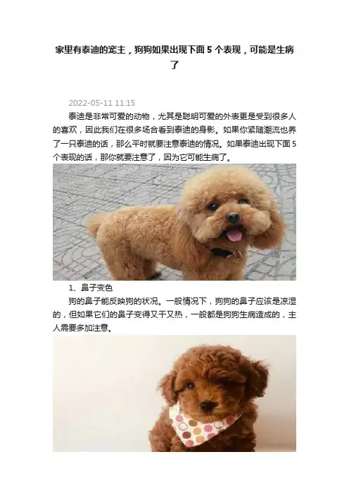 家里有泰迪的宠主，狗狗如果出现下面5个表现，可能是生病了