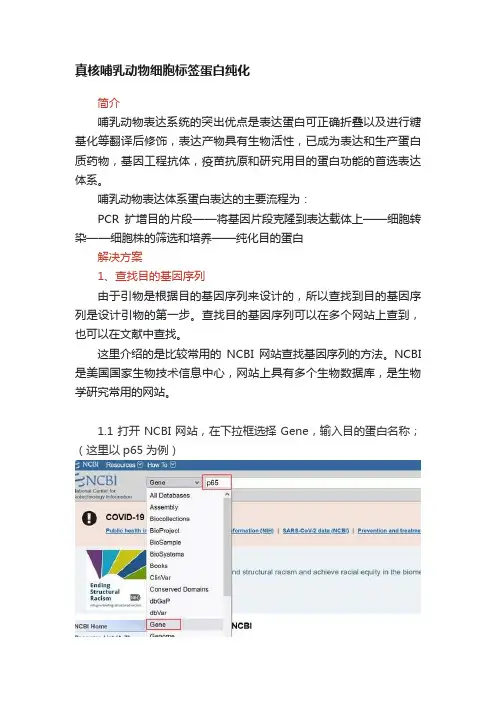 真核哺乳动物细胞标签蛋白纯化