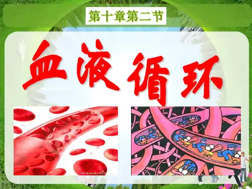 人体的血液循环PPT课件