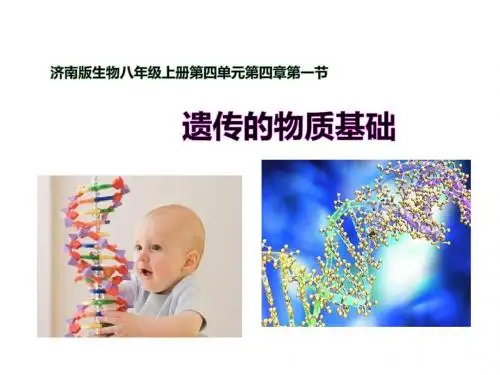 济南版八年级生物上册4.4.1《遗传的物质基础》课件(精品)