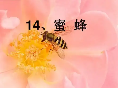 语文三年级上册14蜜蜂人教课标版太