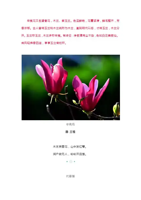 辛夷花又名望春花