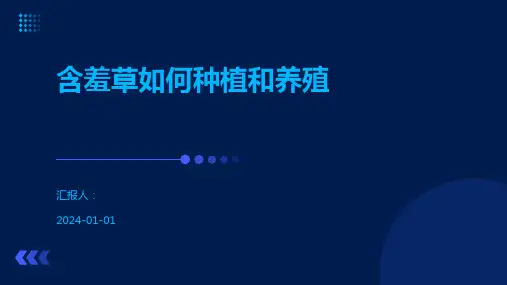 含羞草如何种植和养殖