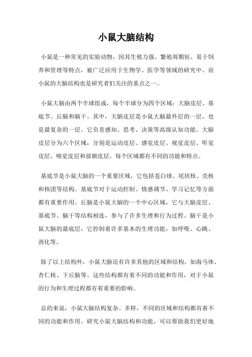 小鼠大脑结构