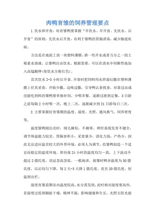 肉鸭育雏的饲养管理要点