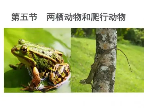 八年级生物上册第五课两栖动物和爬行动物