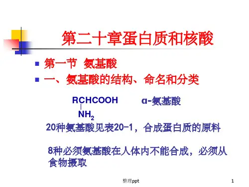 《蛋白质和核酸》PPT课件