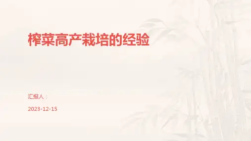 榨菜高产栽培的经验