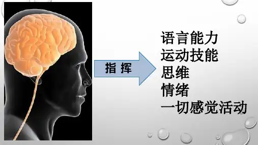 五年级下册科学课件    2.神经2      苏教版