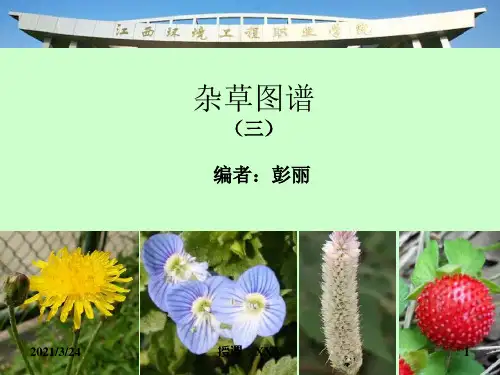 杂草图鉴(三)PPT课件