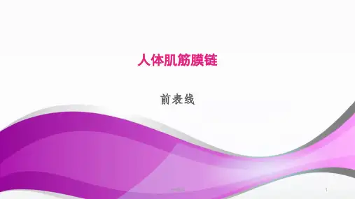 人体肌筋膜链  ppt课件