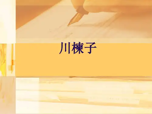 川楝子