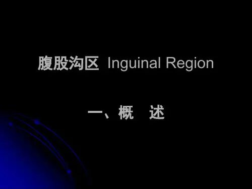腹股沟区解剖PPT课件
