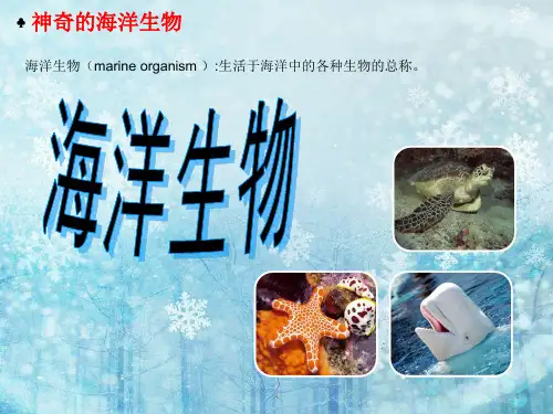 有关海洋生物的PPT课件