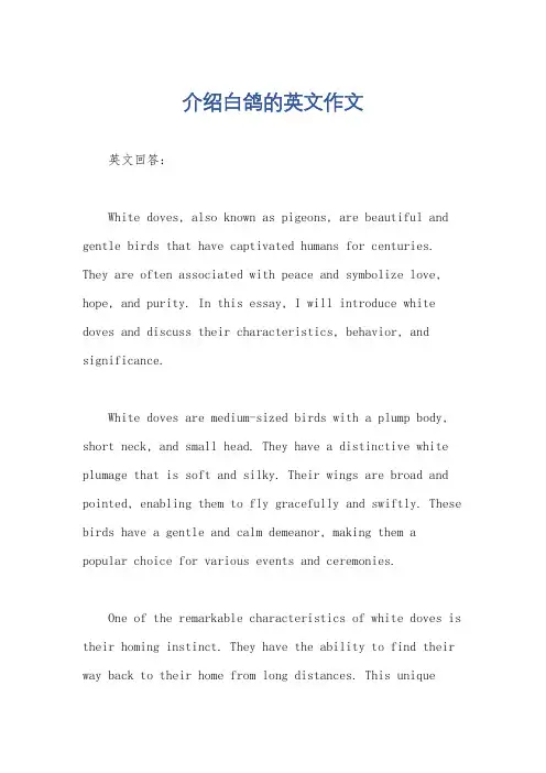 介绍白鸽的英文作文