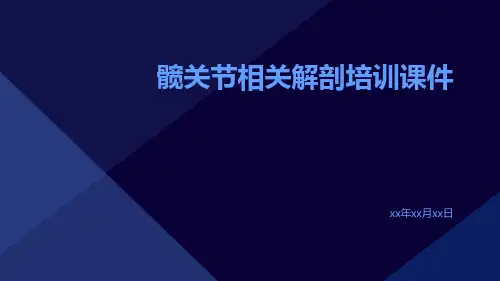 髋关节相关解剖培训课件