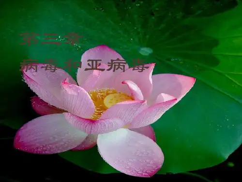 第3章 病毒和亚病毒