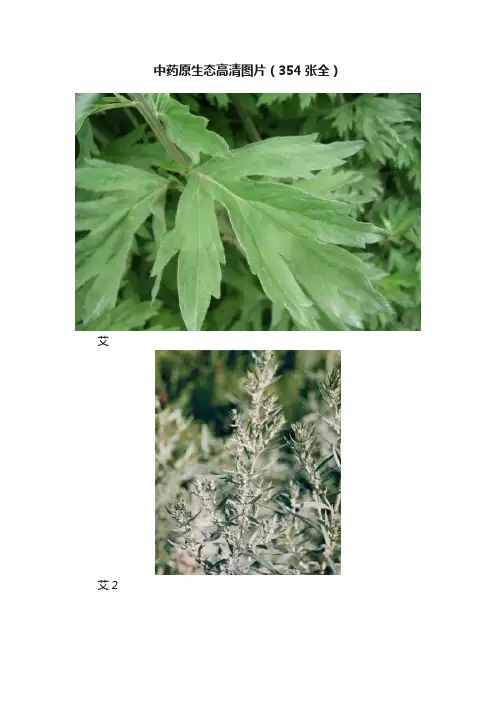 中药原生态高清图片（354张全）