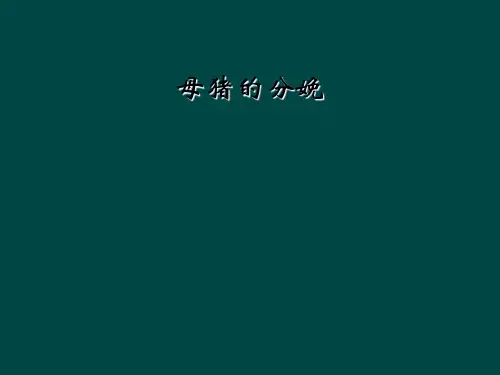 母猪的分娩