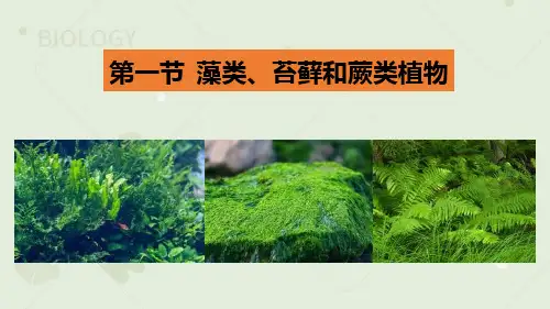 《藻类、苔藓和蕨类植物》PPT优质课件