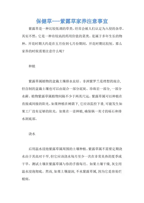 保健草---紫露草家养注意事宜