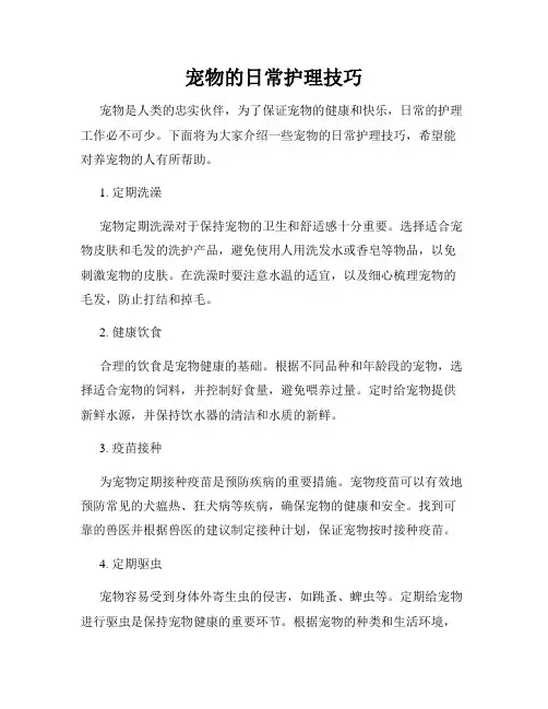 宠物的日常护理技巧