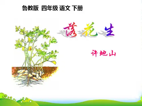 四年级语文下册 落花生1课件 鲁教