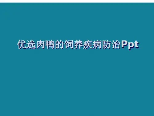 优选肉鸭的饲养疾病防治Ppt