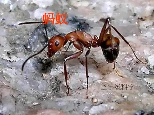 三年级科学蚂蚁是我们常见的小动物,想一想怎样观察蚂蚁呢