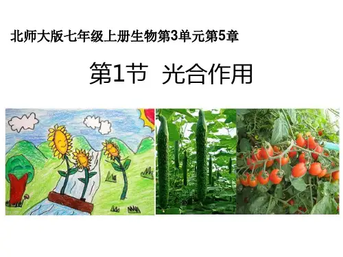 北师大版七年级生物上册ppt课件：光合作用