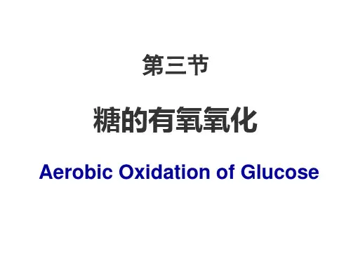 有氧呼吸及三羧酸循环