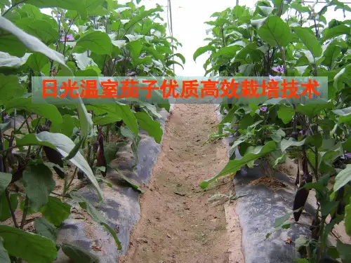 日光温室茄子栽培技术