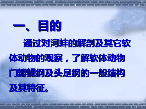 河蚌的解剖PPT幻灯片
