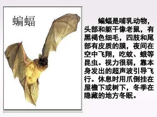 蝙蝠和雷达第一课时课件.ppt