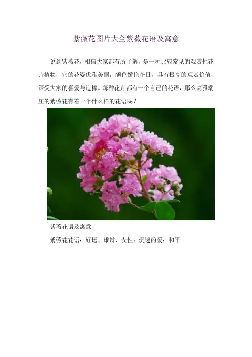 紫薇花图片大全 紫薇花语及寓意