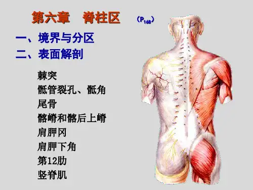 《背部重点》ppt课件共20页