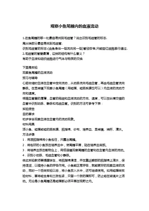 【初中生物实验】观察小鱼尾鳍内的血液流动