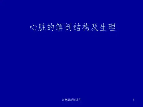 心脏的解剖结构及ppt课件