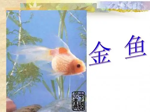 3金鱼(第二稿)