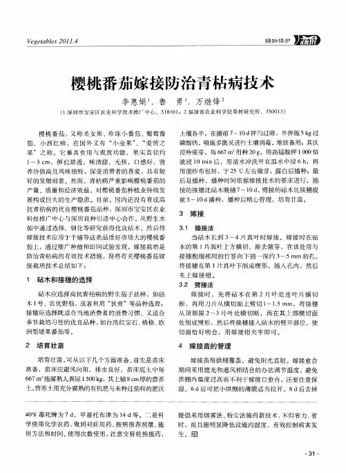 樱桃番茄嫁接防治青枯病技术
