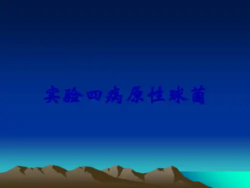 实验四病原性球菌