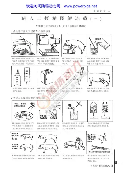 猪人工授精图解(含详细操作步骤)