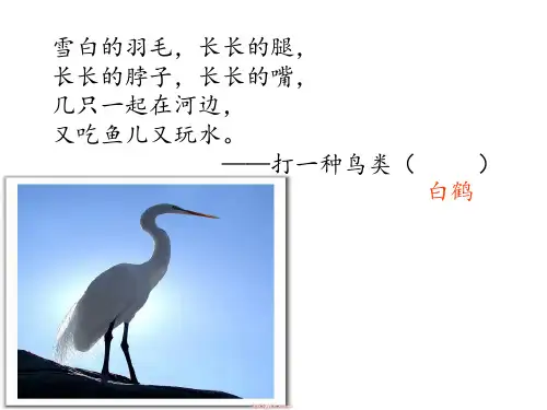 《三只白鹤》PPT课件人教部编版(共18张PPT)