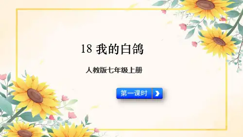 第18课《我的白鸽》课件2024-2025学年统编版语文七年级上册
