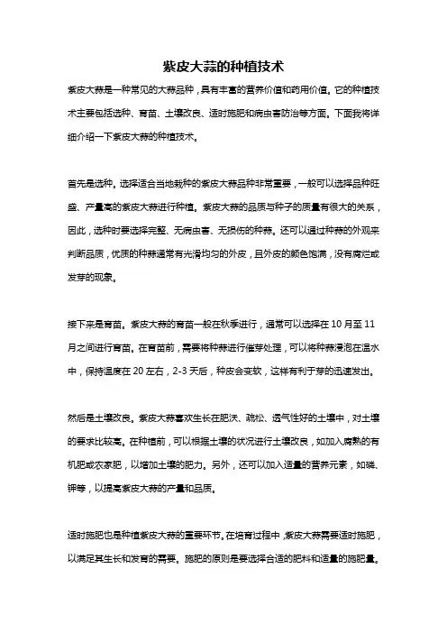 紫皮大蒜的种植技术