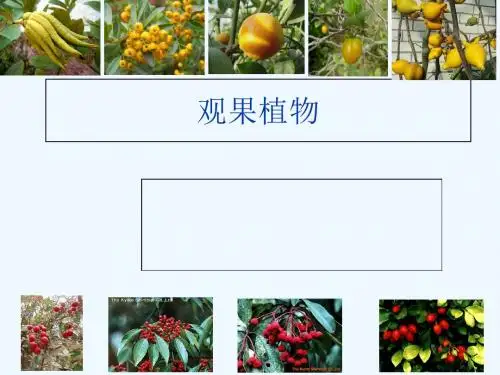 观果植物